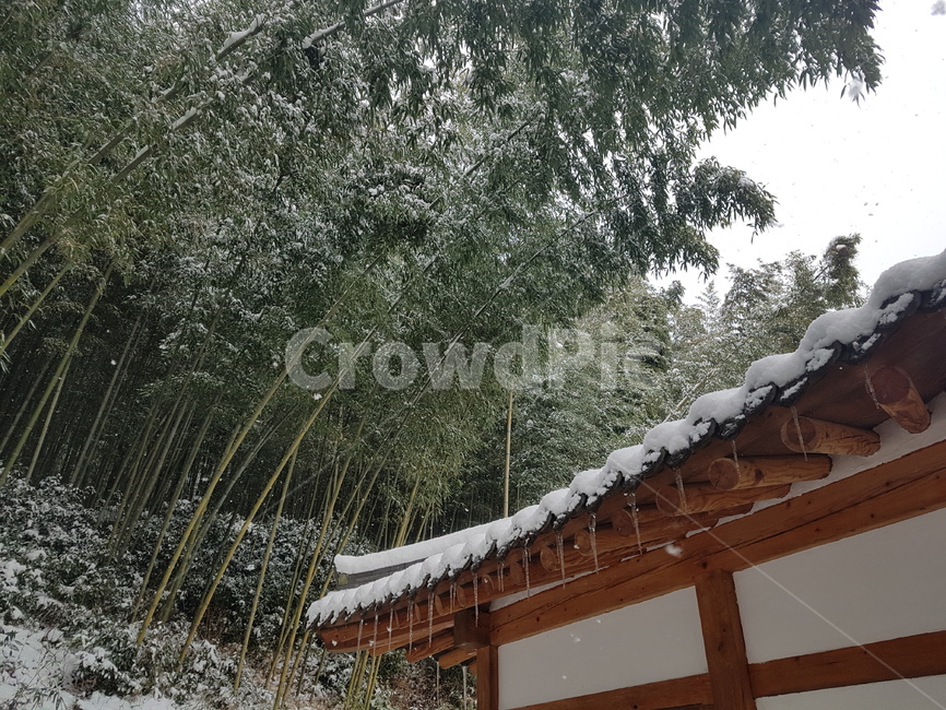 겨울풍경,죽녹원,담양,대나무,대나무숲,겨울분위기,흰눈,감성,감성사진,계절,색감,색깔,색채,분위기,갬성,강,겨울강,물,겨울물,겨울자연,자연,눈,초록,겨울초록,운치,선비,정자,쉼터,조용,조용한,조용한분위기,차분한,대나무잎,대나무겨울,겨울,겨울,계절,winter,season
