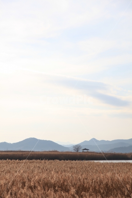 갈대,순천만,가을,하늘,노을,가을,계절,fall,autumn,season,자연,풍경,nature,landscape,한국자연풍경,한국자연경관,korea nature landscape,outdoors,옥외