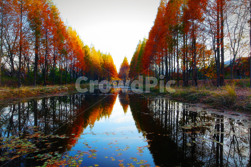 가을,낙엽,단풍,반영,경주,가을,계절,fall,autumn,season,자연,풍경,nature,landscape,한국자연풍경,한국자연경관,korea nature landscape,outdoors,옥외,land,땅,water,물