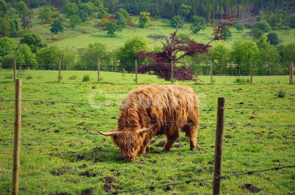 소,스코틀랜드소,영국소,들판,자연,동물,풍경,bull,cow,landscape,scene,view,동물,animal,포유류,mammal
