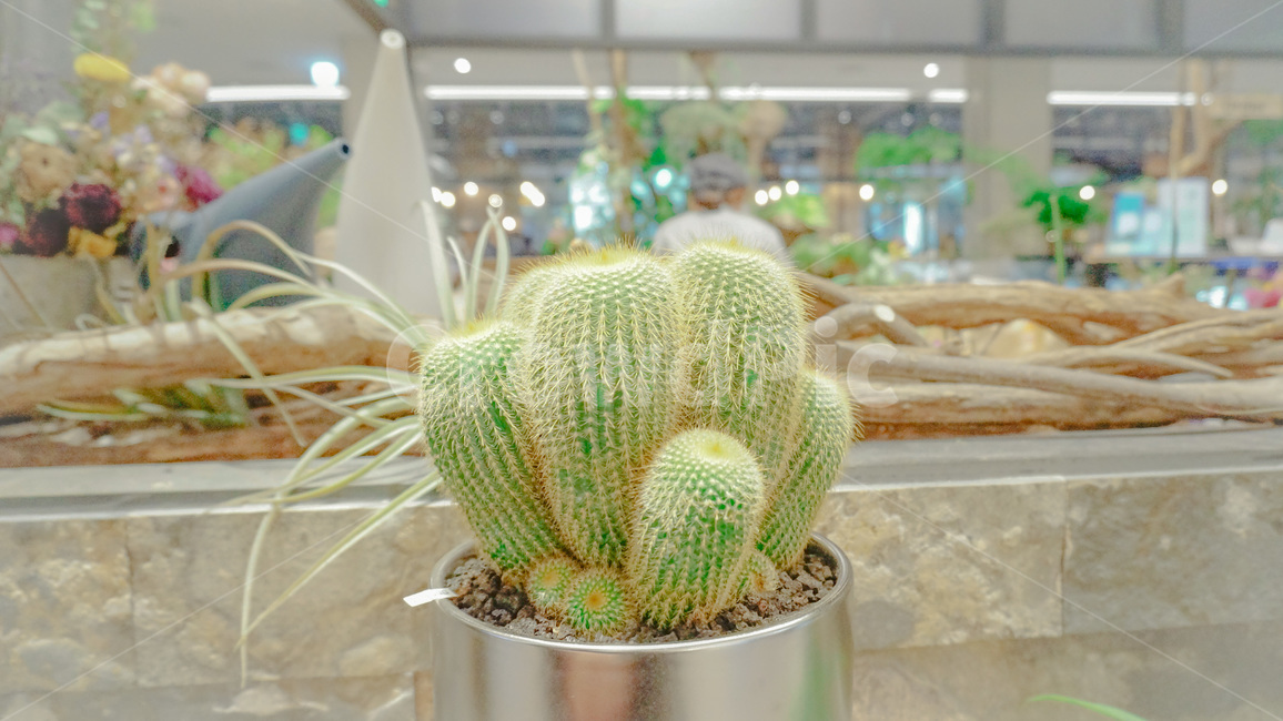 선인장,가시,화분,식물,cactus,thorn,flowerpot,plant,식물,자연,plants,nature,실내용화초,화분,화초,house plant