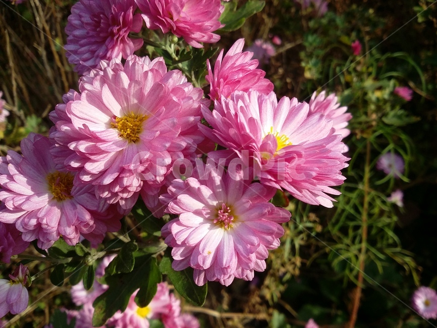plant,식물,flower,꽃,자연,식물,자연,plants,nature,꽃,flower