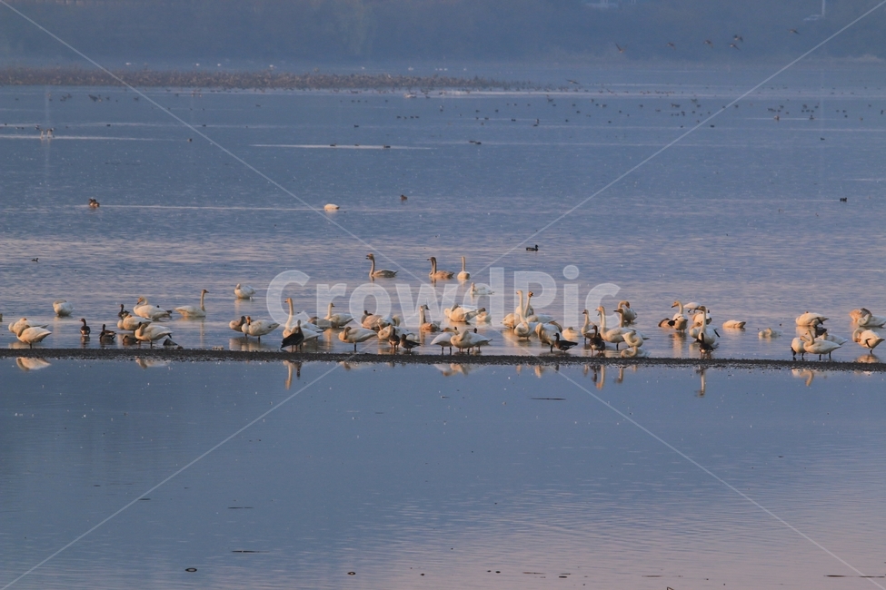 철새,주남저수지,겨울철새,animal,동물,flock,무리,새,겨울,오리,창원,창원시,경남,동읍,동물,animal,조류,새,birds