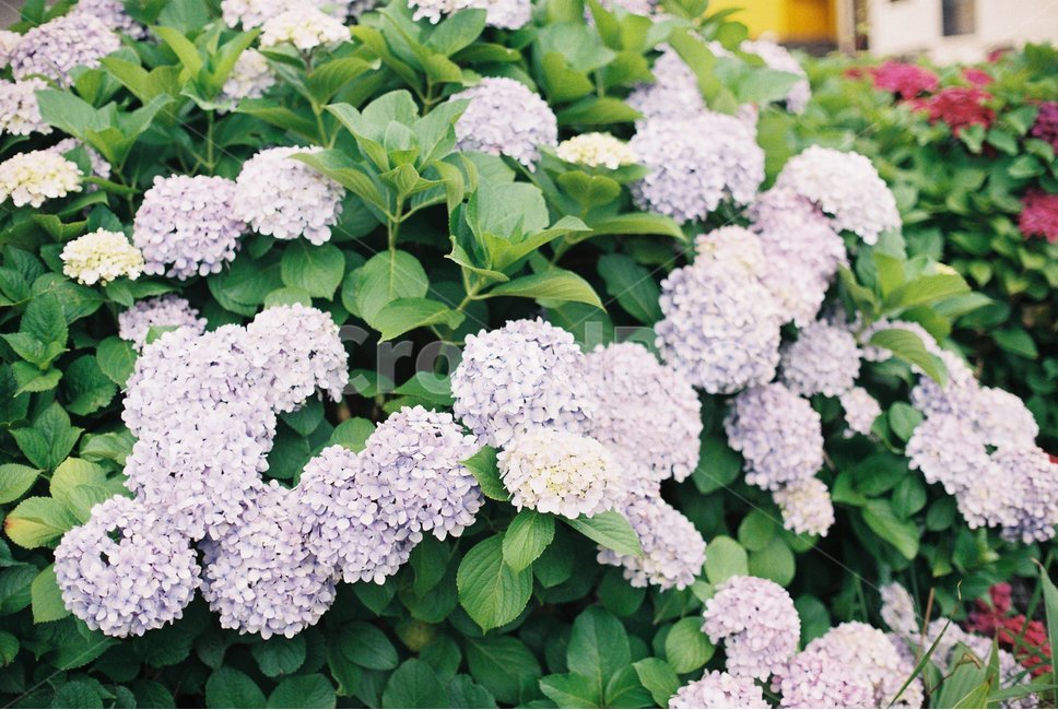 제주,꽃,수국,5월의제주,필름,필름사진,jeju,flower,hydrangea,may,film,blossom