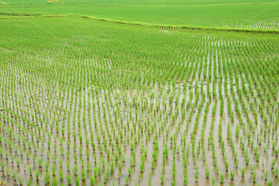 벼,벼농사,논,논농사,농사,농촌,시골,초록,녹색,village,rice,ricefield,farming,산업,industry,industrial,농업,농사,agriculture,farming,farming industry