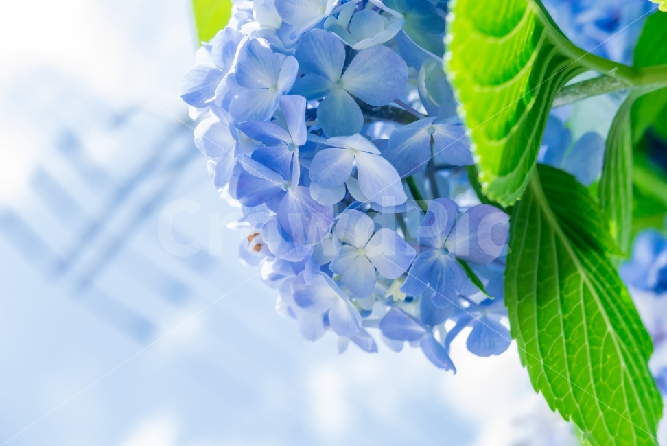 수국꽃,수국,꽃,flowers,하늘과꽃,푸른하늘,푸른꽃,초록초록,여름,거제도,감성,bluesky,blueflower,summer,green,식물,자연,plants,nature,꽃,flower,감성,sensible,feeling,색깔,색상,색채,색감,color sense,color sensitivity,feeling of color