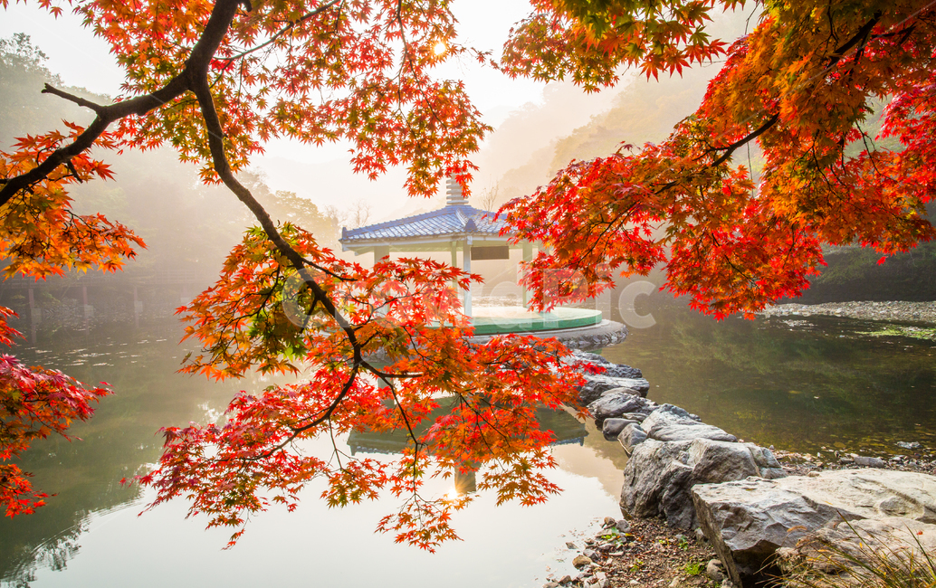 자연,풍경,경관,계절,가을,단풍,단풍길,낙엽,추경,만추,울긋불긋,단풍나무,나무,공원,절,사찰,내장사,내장산,산,국립공원,정자,팔각정,물,호수,연못,도솔천,반영,우화정,청기화,안개,아침,leaf,잎,식물,plant,전망대,gazebo,징검다리,돌다리