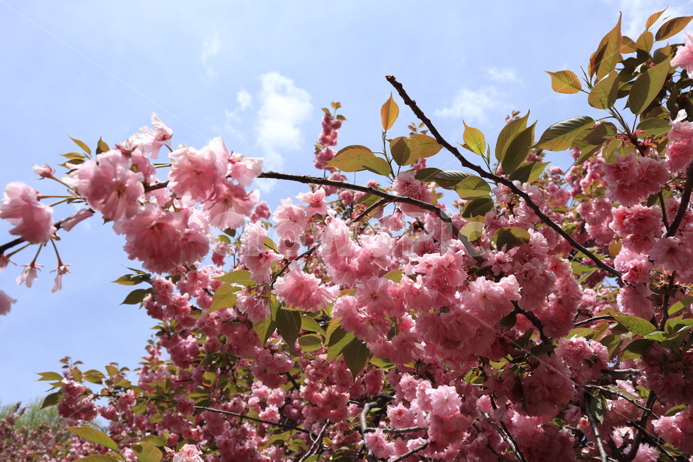 겹벚꽃,꽃,벚꽃,분홍색,봄,자연,식물,만개,spring,flower