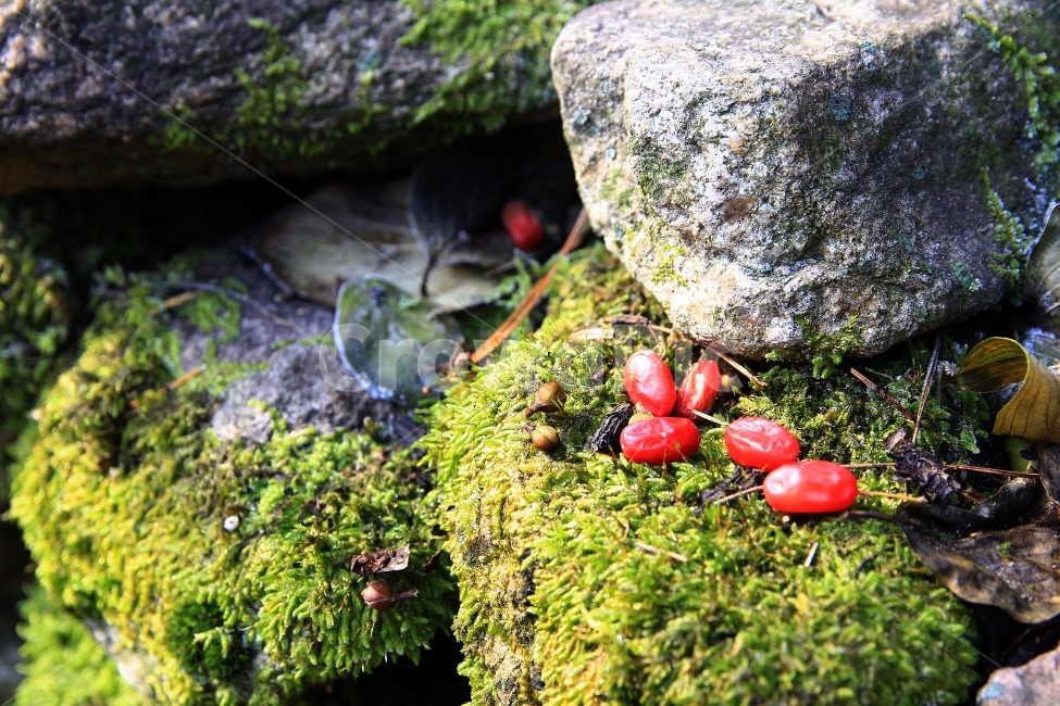 산수유,이끼,돌담,가을,빨간,예쁜,열매,red,아름다움,바위,동그란,풀,감성사진,자연,과일,열매,fruit