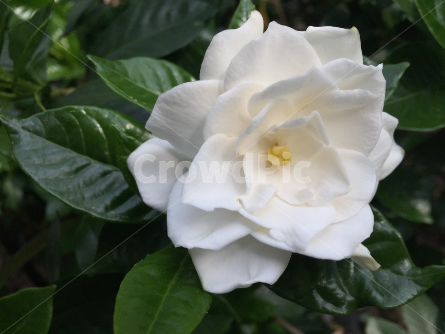 꽃,치자꽃,flower,gardénia,하얀색
