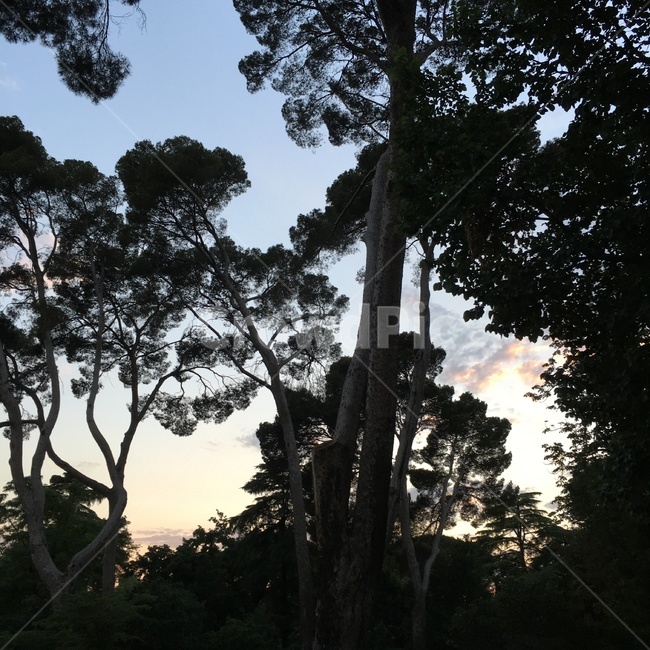 하늘,노을진,나무,우거진,숲,자연,풍경,nature,landscape,tree,plant,식물