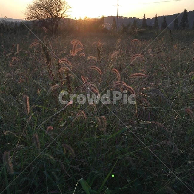 식물,잔디,grass,플레어,빛,자연