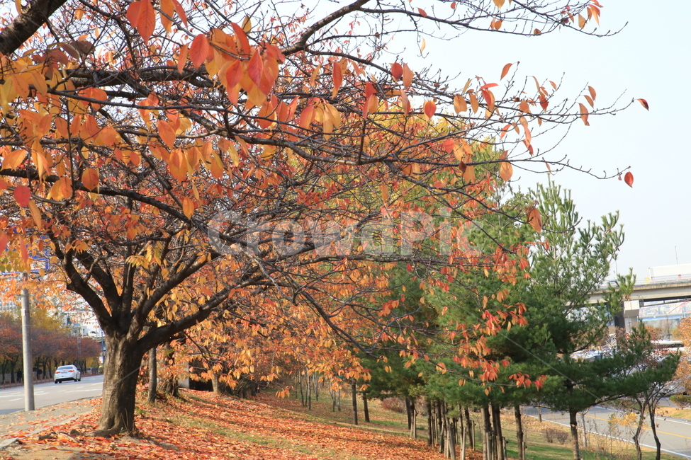 한강,서울,가을,자연,환경,나무,공원,가을,계절,fall,autumn,season,자연,풍경,nature,landscape,tree,plant,식물,maple,단풍