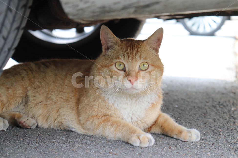 cat,고양이,동물,animal,길냥이,pet,차밑냥이,고양이정면,노랑이,동물,animal,포유류,mammal,고양이,cat,kitten,kitty