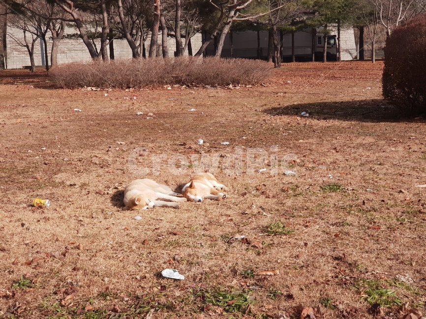 강아지,일광욕,힐링,낮잠,편함
