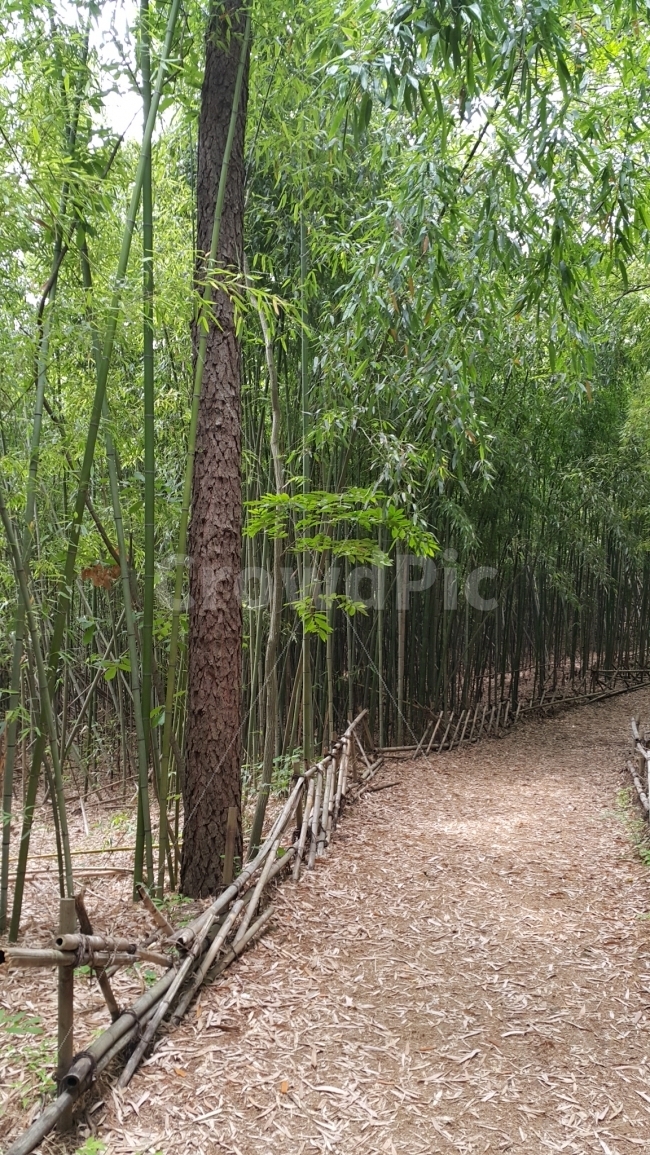 대나무,숲,길,오후,세로,울산,십리대밭,공원,여행,힐링,자연,자연,풍경,nature,landscape,여름,계절,summer,season,plant,식물,bamboo