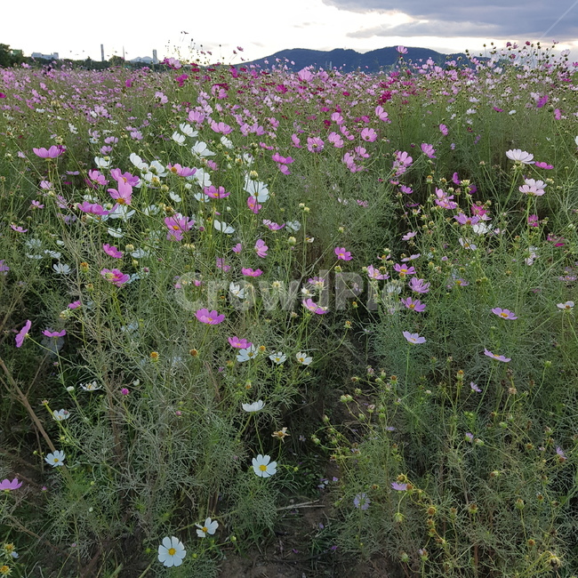 코스모스,하중도,대구,가을,꽃밭,가을,계절,fall,autumn,season,자연,풍경,nature,landscape,식물,plants,꽃,flower,plant,outdoors,옥외,grassland,목초지,field,들
