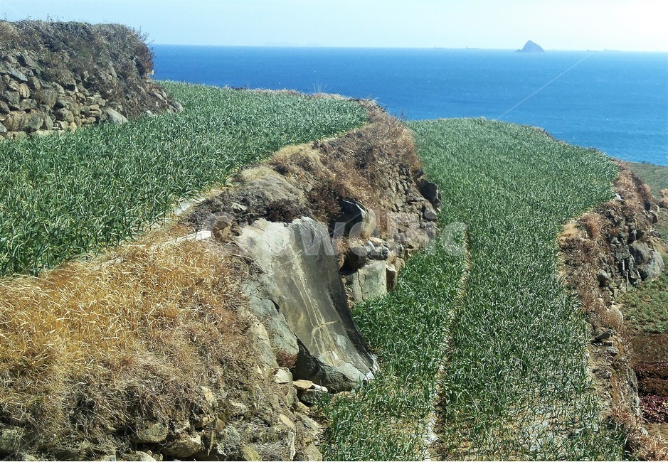 다랭이논,다랭이밭,계단식논,계단식밭,자연,nature,자연,풍경,nature,landscape
