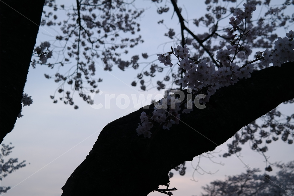 경주,벚꽃,봄,꽃,풍경,사랑,계절,spring,season,식물,자연,plants,nature,flower,하늘,감성