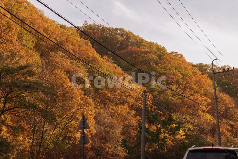 나무,단풍,가을,자연,풍경,fall,tree,landscape,가을,계절,fall,autumn,season,자연,풍경,nature,landscape,cable,케이블
