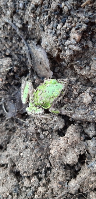 청개구리,입춘,개구리,야생동물,입동,파충류,양서류,reptile,amphibian