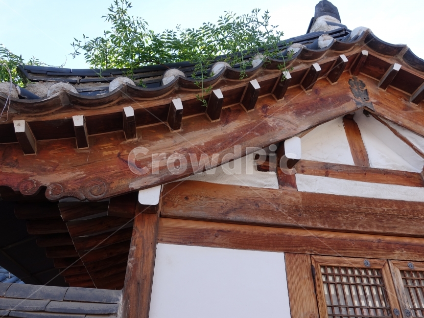 한옥,한국적인,지붕,나무,조화,하늘,기둥,보,한국,브라운,갈색,식물,덩쿨,고건축,건축,창문,조선시대,옛날,오래된,관광,투어,기와집,기와,흰색,화이트,벽,디자인,한국전통,한국문화,korean traditional,korean culture,건축물,건물외관,exterior,building,structure,architecture,construction