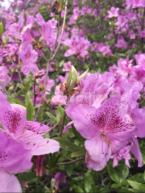 봄,철쭉,분홍철쭉,royalazalea,royalblossoms