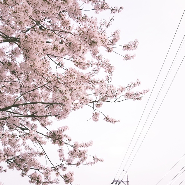 봄,벚꽃,개화,전깃줄,꽃잎,spring,chrryblossom,anthesis,wire,petal