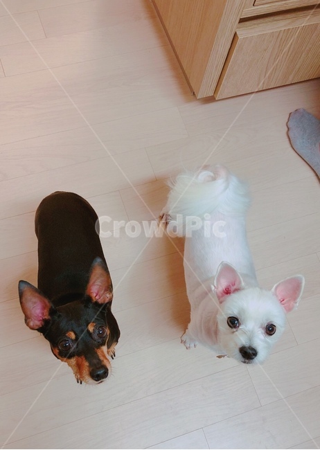 흑과백,미니핀,믹스견,반려견,강아지친구,검둥이,흰둥이,동물,animal,포유류,mammal,개,강아지,dog,doggy