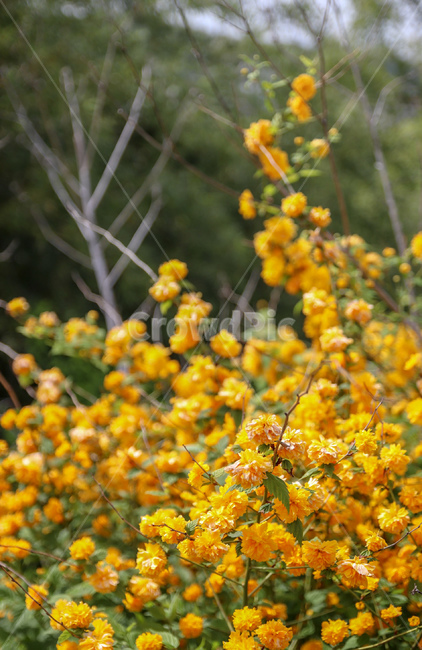 꽃,flower,노란꽃,풍경,봄