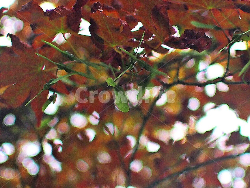 seed,Maple tree,tree,leaf,maple tree seeds,Maple