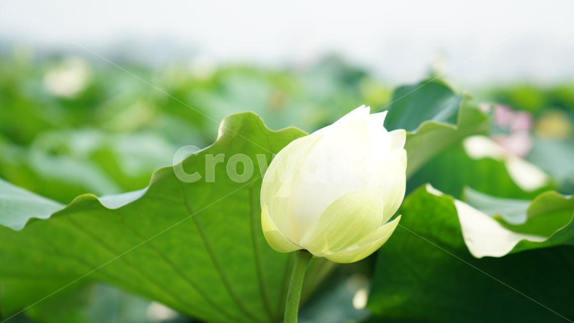 연꽃,꽃,자연,바탕화면,식물,배경,배경이미지