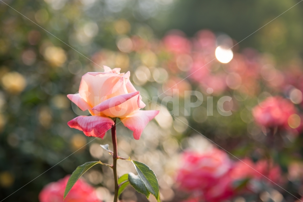장미,꽃,분홍꽃,Rose,Flower,붉은,빨간색,풀,식물,아웃포커스,감성,보케,자연,곡성세계장미축제,곡성장미축제,식물,자연,plants,nature,꽃,flower,감성,sensible,feeling,색깔,색상,색채,색감,color sense,color sensitivity,feeling of color