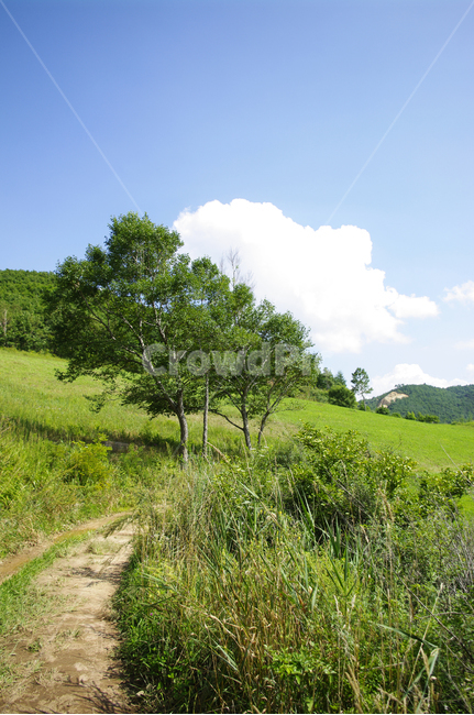여름,길,하늘,초록,나무,식물,풍경,nature,자연,들,자연,풍경,nature,landscape