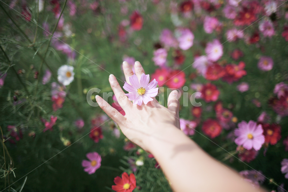 코스모스,여자,꽃놀이,가을,손,식물,자연,plants,nature,꽃,flower,사람,인물,인간,human,person,여성,여자,woman,female,lady