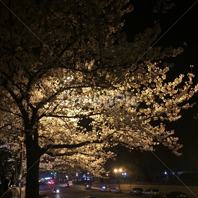 꽃,봄,꽃나무,벚꽃,밤,감성,봄,계절,spring,season,야경,밤,풍경,nightscape,night,landscape,tree,나무,plant,식물