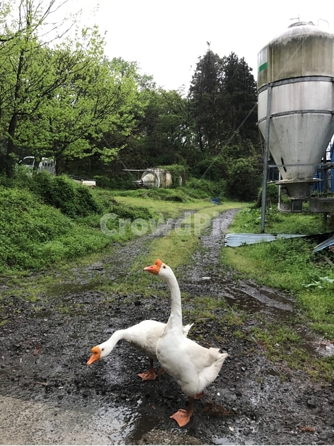 야생동물,거위,새,진흙탕,풀숲,동물,진흙,동물,animal,조류,새,birds