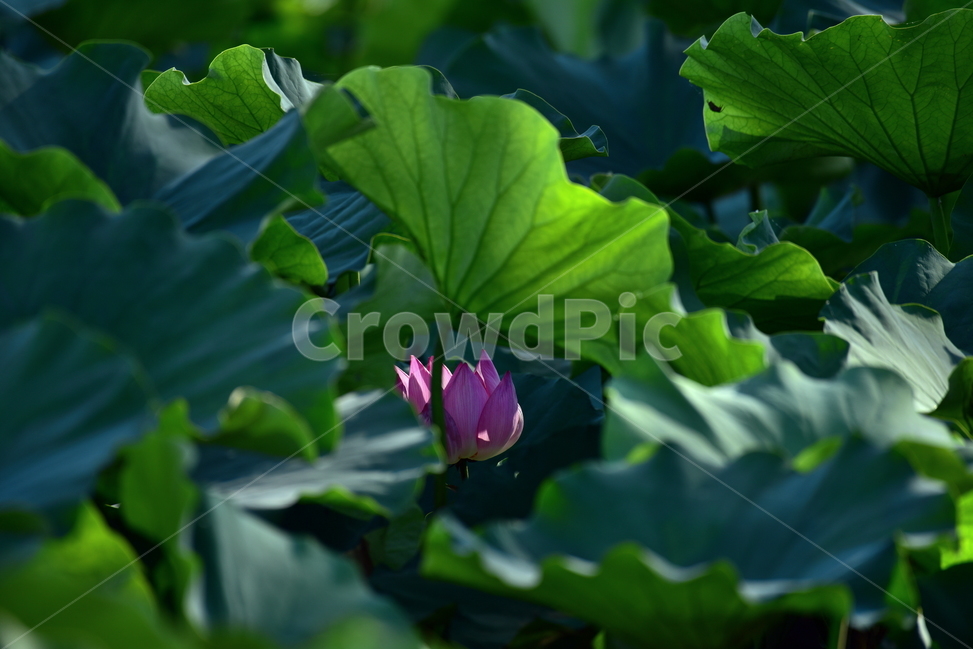 식물,자연,꽃,연꽃,홍련,식물,자연,plants,nature,꽃,flower