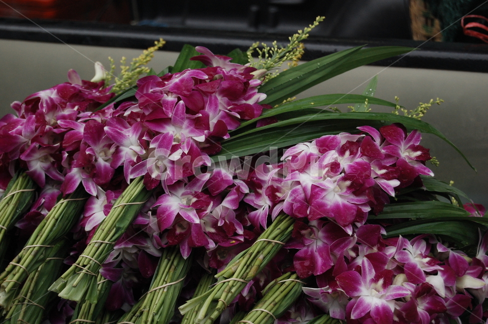 꽃시장,꽃부케,flowerbouquet,flowerarrangement,flower,꽃,꽃,flower