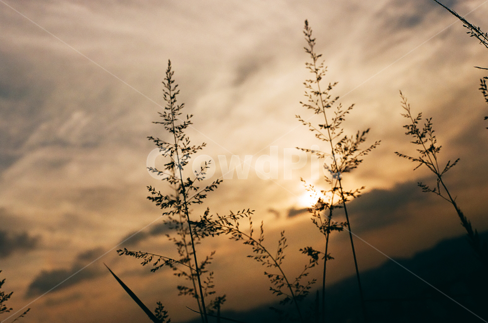 하늘,해질녘,저녁,노을,구름,자연,풍경,식물,자연,plants,nature