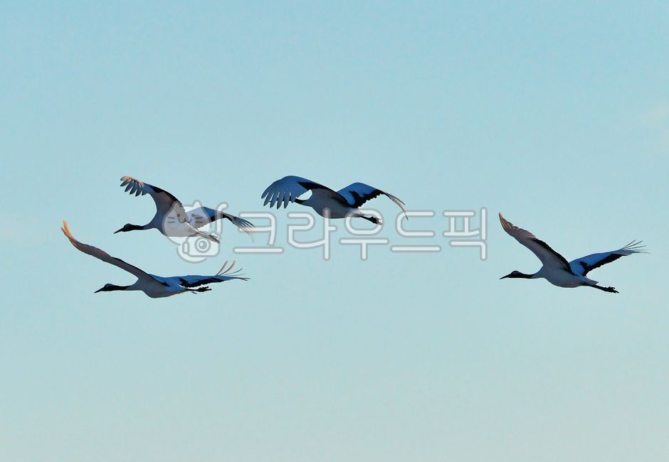 stork, 황새, bird, 새, animal, 사진,이미지,일러스트,캘리그라피 - 영산공작가
