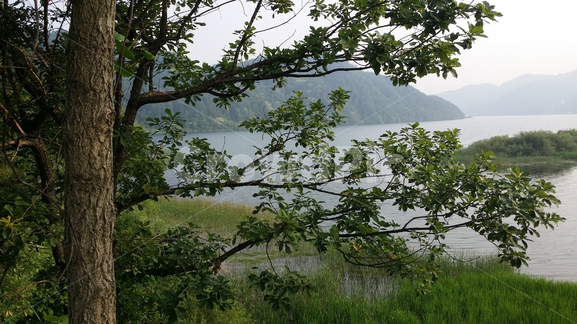 북한강,강,오후강,강나무,금대리강,자연,풍경,nature,landscape,tree,나무,plant,식물,tree trunk,나무 줄기,outdoors,옥외