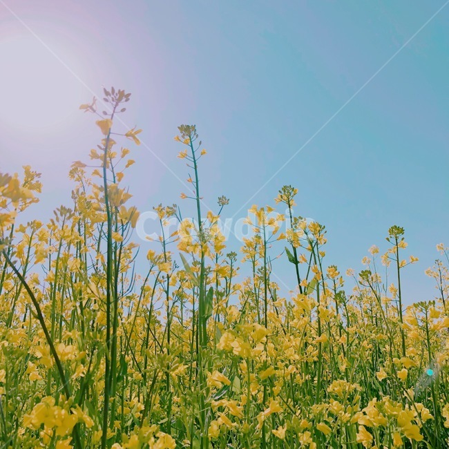 유채,유채꽃,봄꽃,봄,꽃사진,봄풍경,하늘,예쁜사진,봄,계절,spring,season,식물,자연,plants,nature,꽃,flower