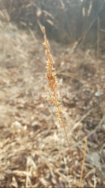 숲,낙엽,줄기,잎사귀,식물