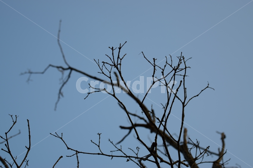 가을,외로움,고독,쓸쓸,낙엽,가을,계절,fall,autumn,season,식물,자연,plants,nature