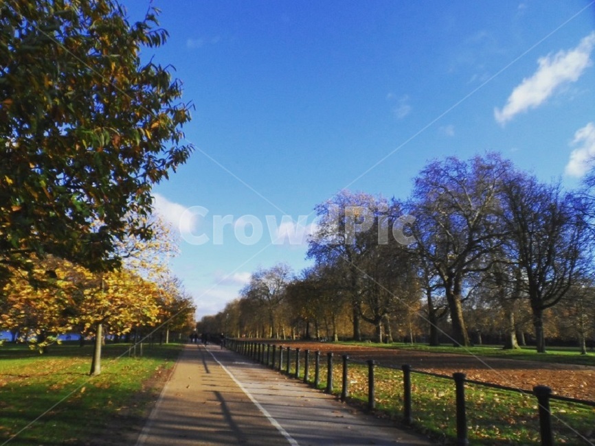 공원,하늘,나무,가을,낙엽,가을,계절,fall,autumn,season,자연,풍경,nature,landscape,road,도로,asphalt,아스팔트