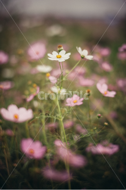 가을꽃,코스모스,보라색꽃,cosmos,꽃,가을,계절,fall,autumn,season,식물,자연,plants,nature,꽃,flower,감성,sensible,feeling,plant,geranium,제라늄,blossom,anemone,아네모네