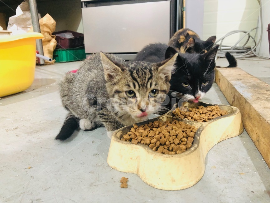 고양이,cat,야옹이,나비,냥이,동물,animal,포유류,mammal,고양이,cat,kitten,kitty