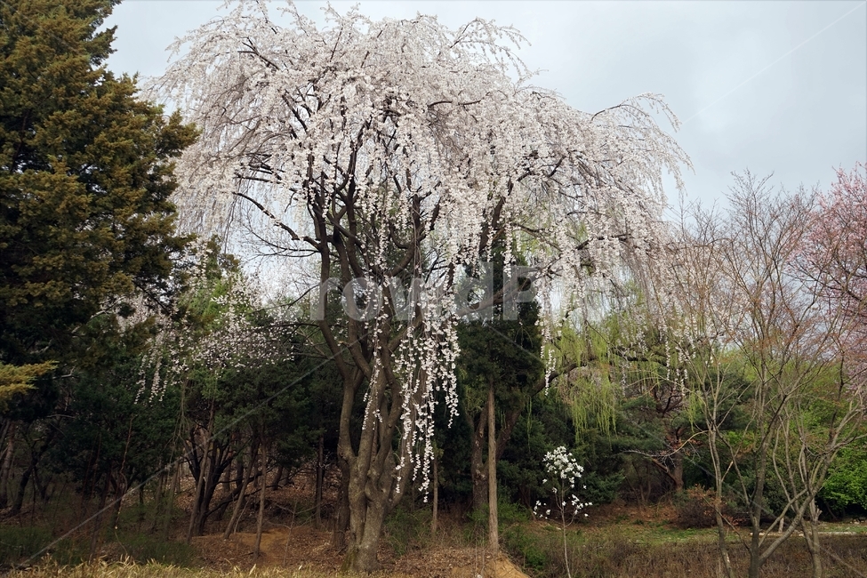 수양벚나무,봄,흰색,분홍색,가지,weepingcherry,cherrytree,nature,white,spring,landscape,life,tree,smell,season,blossom,봄,계절,spring,season,자연,풍경,nature,landscape,식물,plants,나무,trees,wood,plant