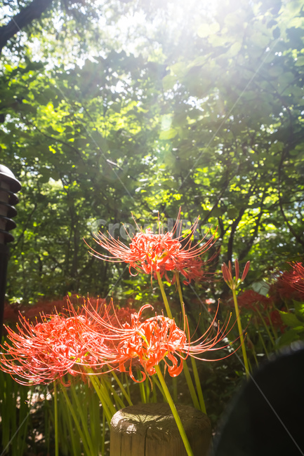 plant,식물,화분,꽃무릇,자연,flower,식물,자연,plants,nature,꽃,flower